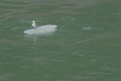 Bird on a Berg 0342