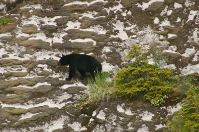 Black Bear  0455