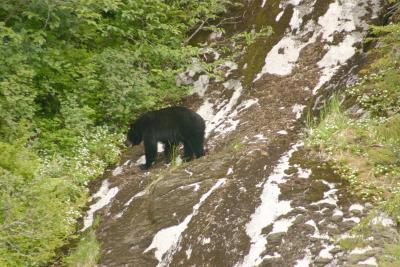 0459Bear