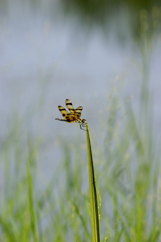 Dragonfly