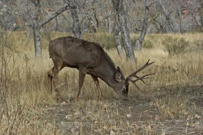 Zion Canyon Mule Deer