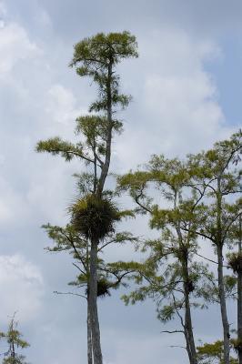 Cypress with Air Plants