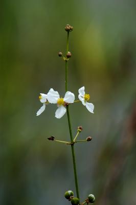 Wildflower