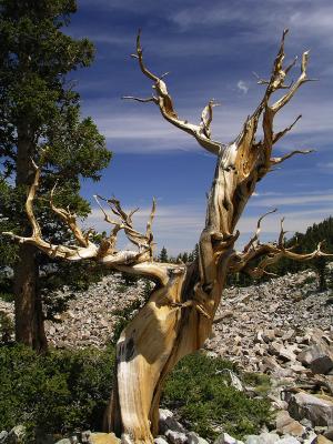 Bristlecone Pine