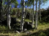 Summer Aspens