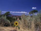 Lonely Roadside Flower