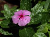 Pink Flower