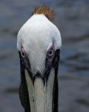 Pelican Staredown