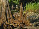 Cypress Knees