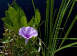 Everglades Wildflower