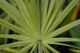 Palmetto