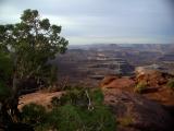 Green River Overlook Juniper