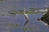 Egret