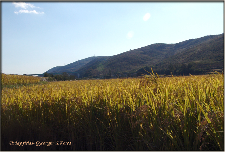 Rice fields : Gyeongju countryside view