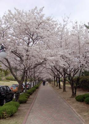 Cherry blossom (Prunus Yeodensis Matsumara)
