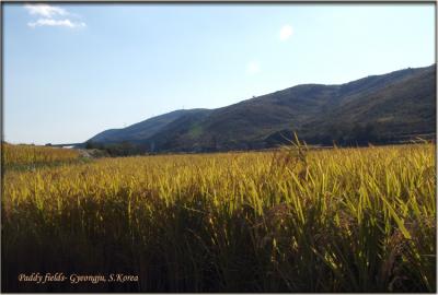 Rice fields : Gyeongju countryside view