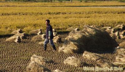 A farmer busy harvesting his crop, Gyeongju