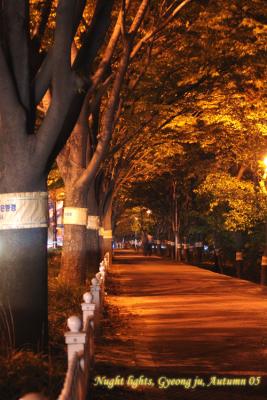 Nightlights on the Pavements, Gyeongju