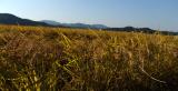 Rice fields ready for harvest..