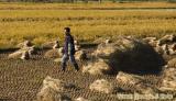 A farmer busy harvesting his crop, Gyeongju