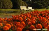 Simply inviting...! : Park Benches near Bomun Lake