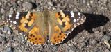 Butterfly on Wolf Creek