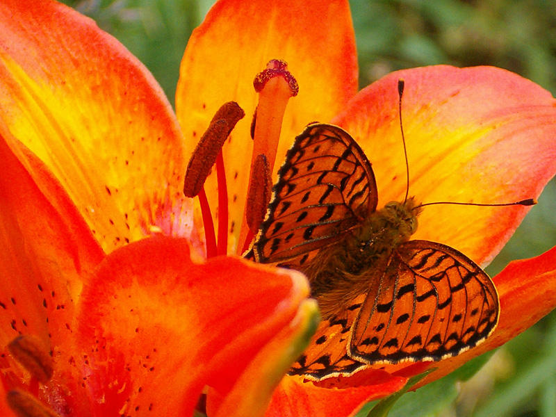 Farfalla su Lilium
