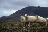 Pecore vicino a pjofadalur