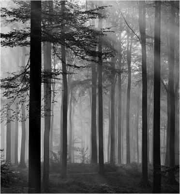 v3/18/13018/3/50050657.mistbomencrop.jpg