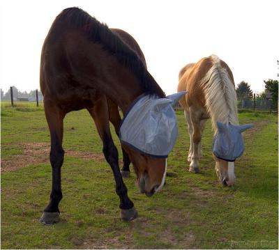 Ku KLux Horses