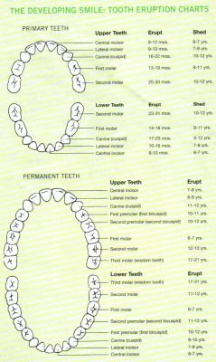 This is how your teeth would look in a normal world. Anyway the chart explains itself.