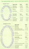 Diagram of your teeth