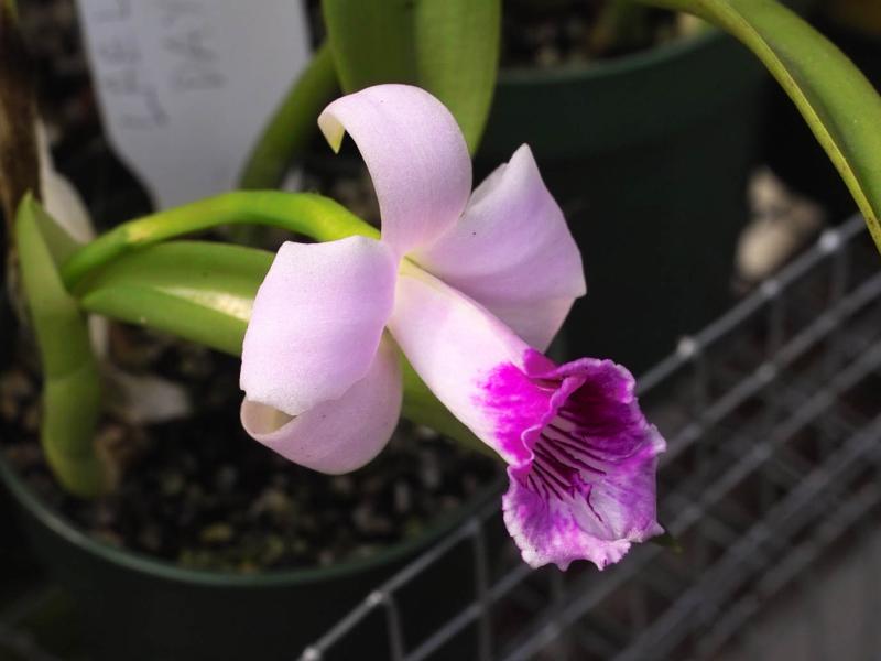 Laelia dayana