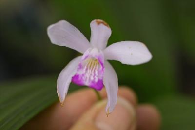 Bletilla striata #3 'Pink'