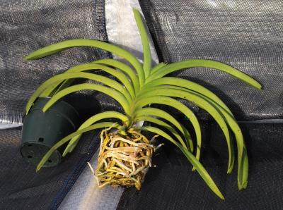 Vanda tricolor plant IMG05837