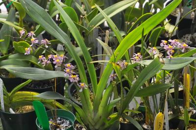 Oncidium ornithorhynchum plant IMG05807