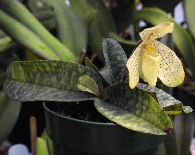 Paphiopedilum concolor plant IMG05872