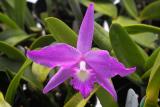 Laelia fidelensis #1