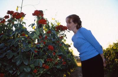 Roses