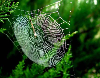Spider-Web