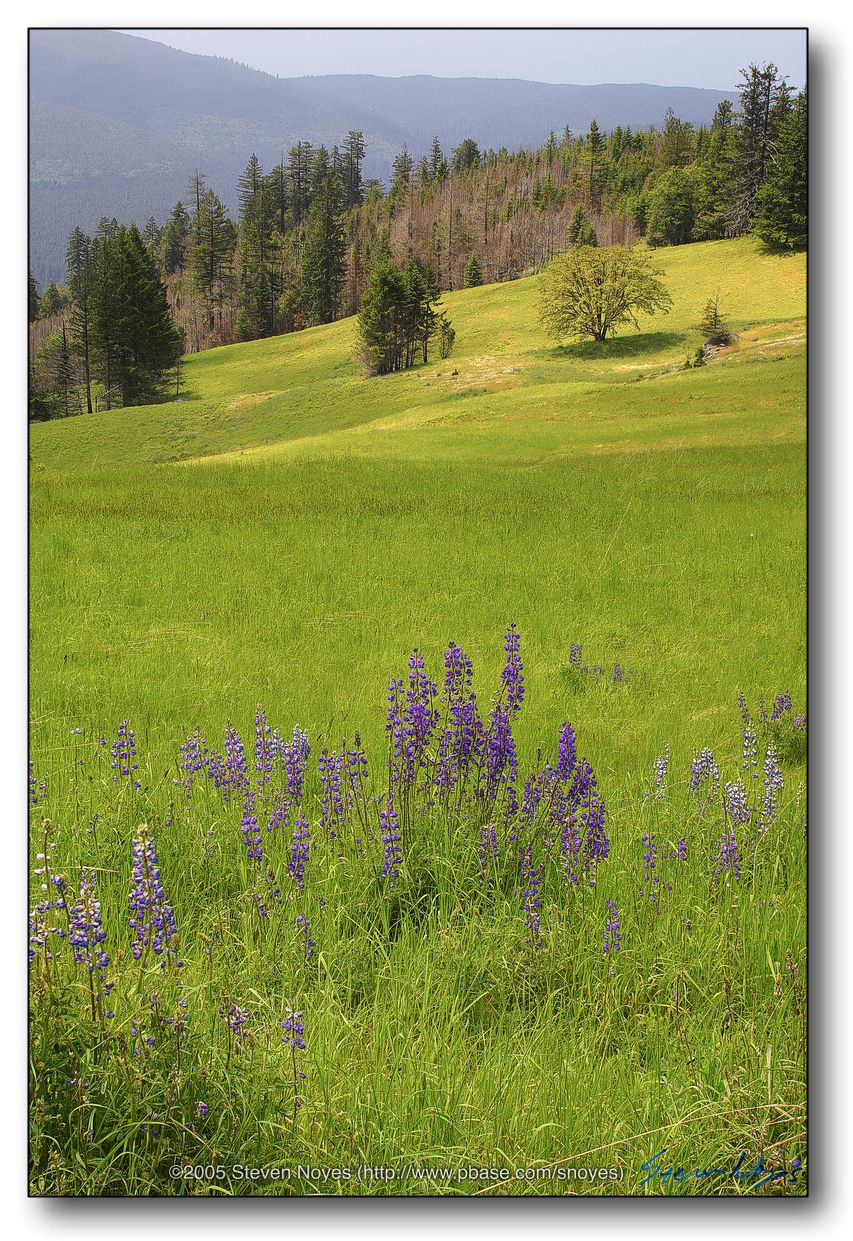 Mountain Meadow, Trees and Flowers