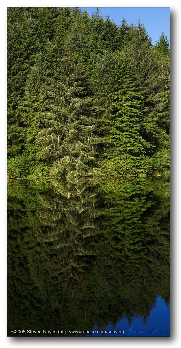 Tree Reflections