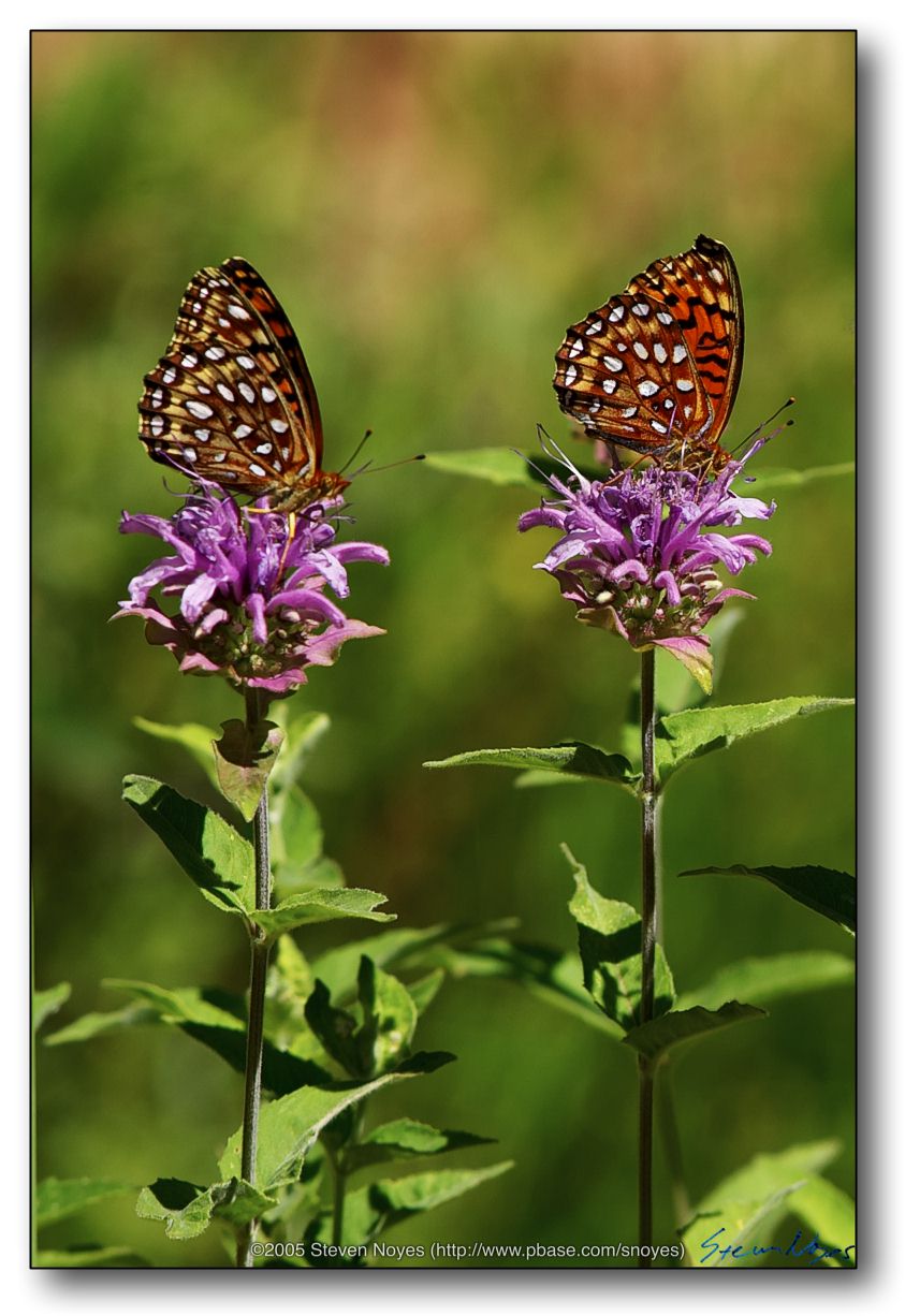 Twin Butterfly