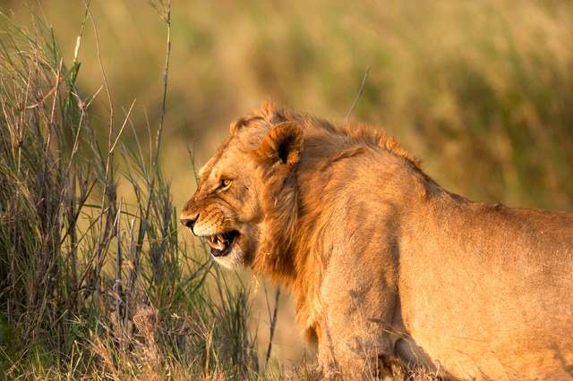 lion_smile.jpg