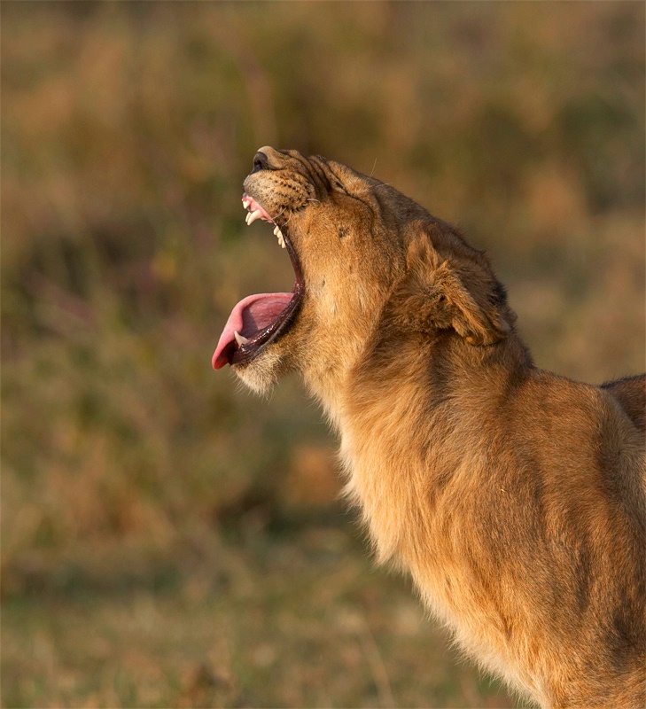 lion_yawn.jpg