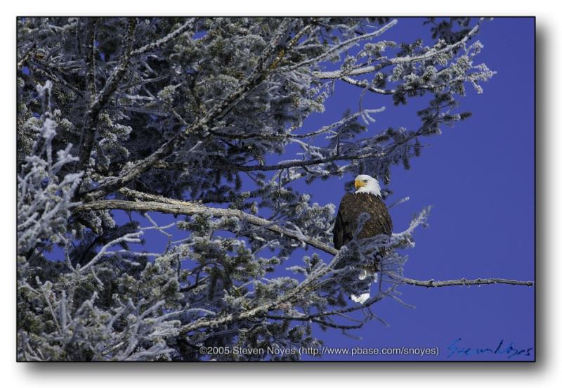 Bald Eagle :  Yellowstone