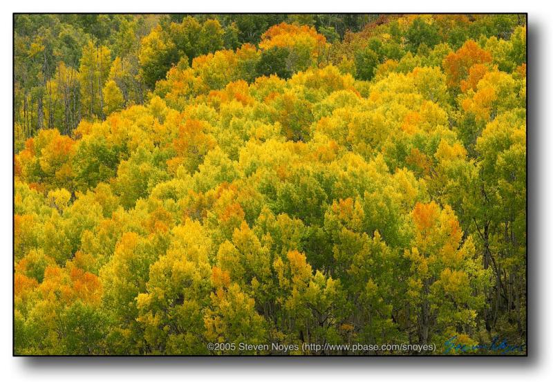 Colorado : Road Kill : Aspen