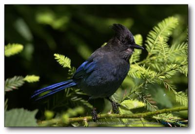 Just a Stellers  Jay