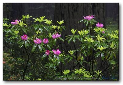 Rhododendron Bloom