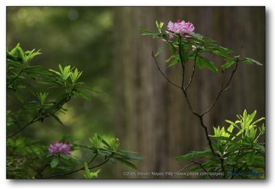 Single Rhododendron